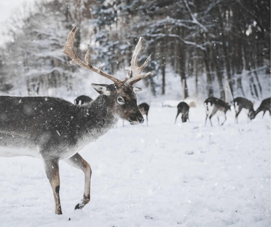How to Read Whitetail Rut Body Language?